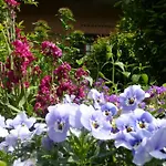 The Roses Garden 3* Millesimo