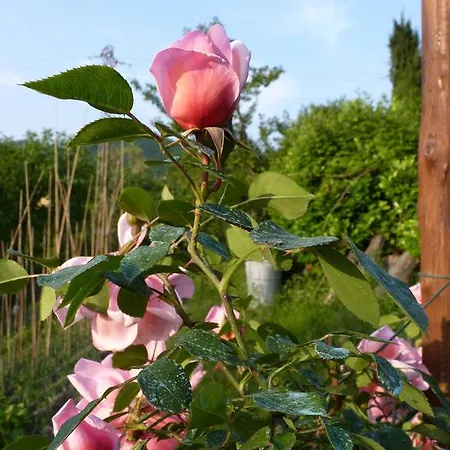 The Roses Garden Bed & Breakfast *