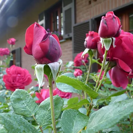 The Roses Garden 3* Миллезимо