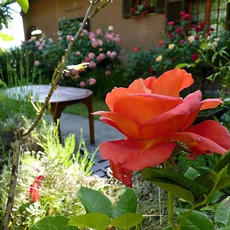 The Roses Garden 3* Millesimo