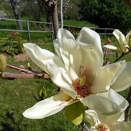 The Roses Garden Bed and breakfast