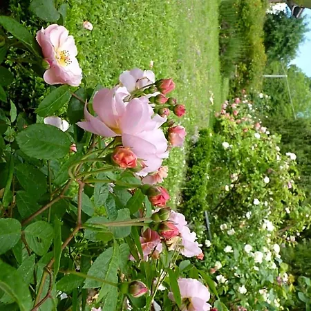 The Roses Garden