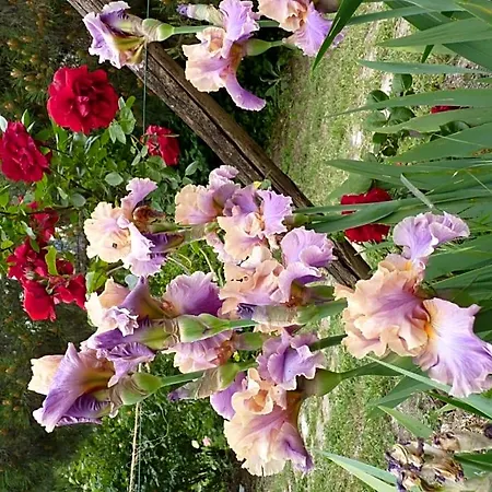 The Roses Garden 3*