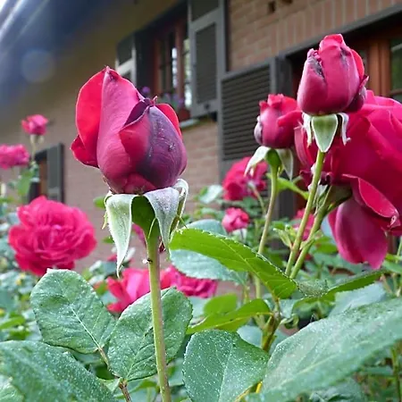 The Roses Garden Bed and breakfast Millesimo