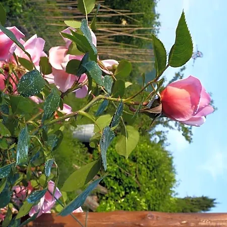The Roses Garden