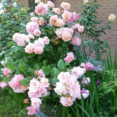 Panzió The Roses Garden 3*