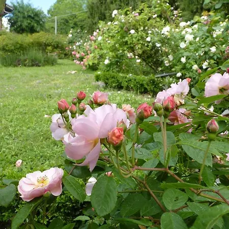 Bed and breakfast The Roses Garden