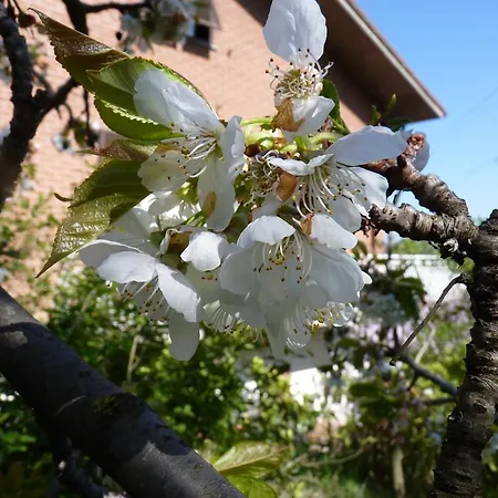Panzió The Roses Garden