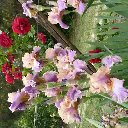 Couette-café The Roses Garden 3*