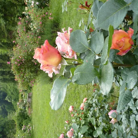 Alojamento de Acomodação e Pequeno-almoço The Roses Garden