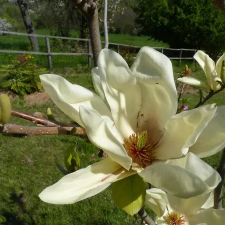 Panzió The Roses Garden