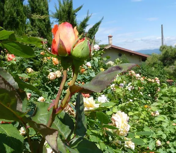 The Roses Garden Bed and breakfast Millesimo