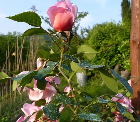The Roses Garden Bed and breakfast 3*