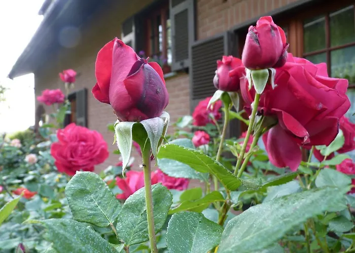 The Roses Garden 3* Millesimo