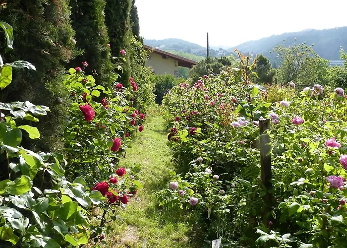 The Roses Garden 3* Millesimo