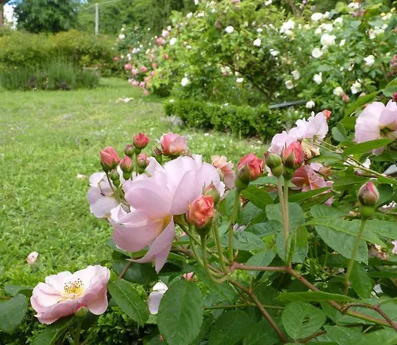 Bed and breakfast The Roses Garden