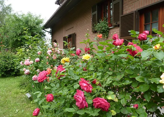 The Roses Garden