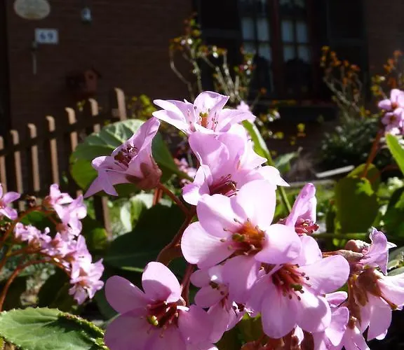 The Roses Garden Bed and breakfast Millesimo