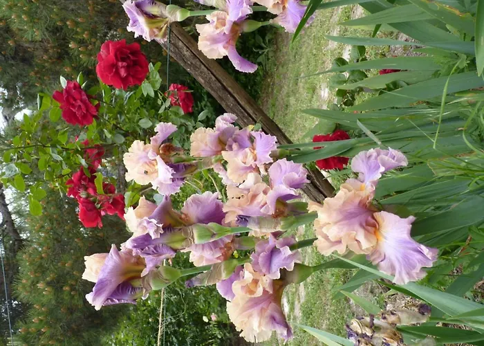 Bed and breakfast The Roses Garden 3*