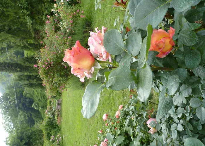 Bed and breakfast The Roses Garden