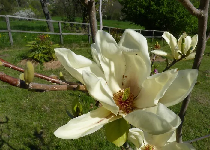 Bed and breakfast The Roses Garden